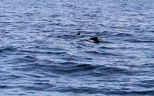 The 2013 snapper season in South Australia is closed from November 1 through until December 15. Image: Jamie Crawford